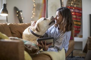 perros labrador lametón mujer