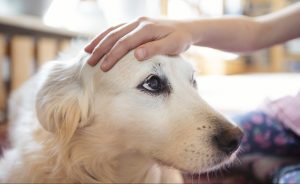 perro labrador tiktok chivato