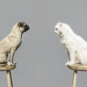 perros gatos dueños personalidad