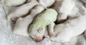 perro verde cachorros pistacho