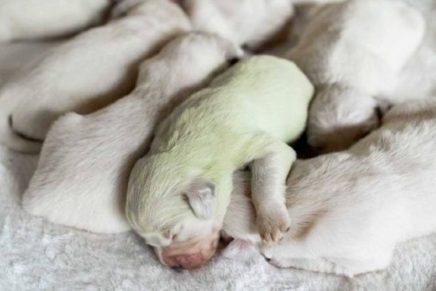 perro verde cachorros pistacho