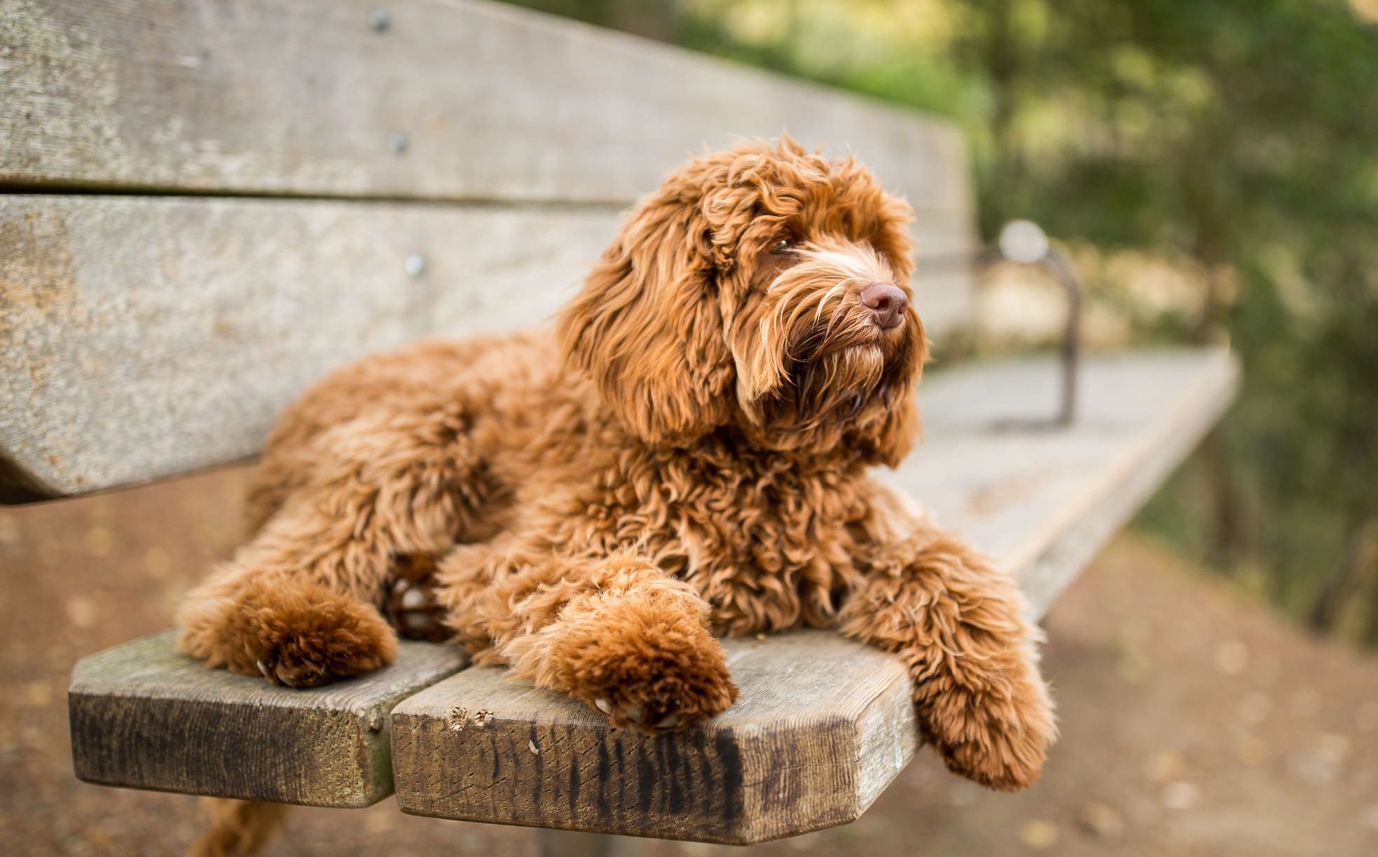 perro raza labradoodle moda