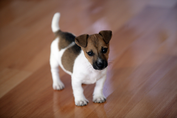 Jack Rusell terrier