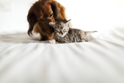 perro y gato