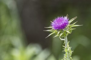 Cardo mariano