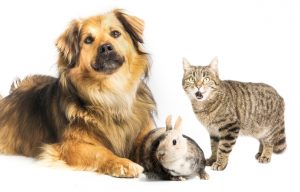 perro, gato y conejo