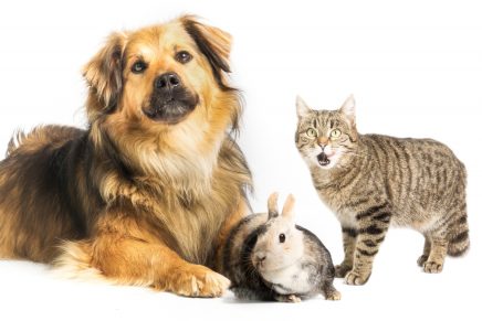 perro, gato y conejo