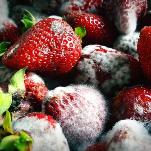 fresas con moho