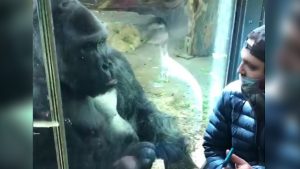 Gorila zoológico