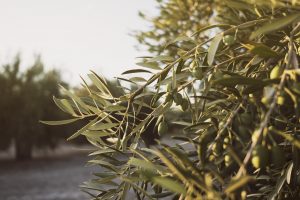 Olivo