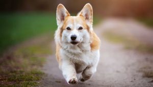 Pelo perro brillante