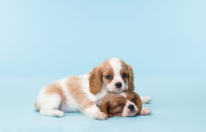 planes Complicado Encantador 3 razones de por qué debes adoptar perros en lugar de comprarlos - Cadena  Dial