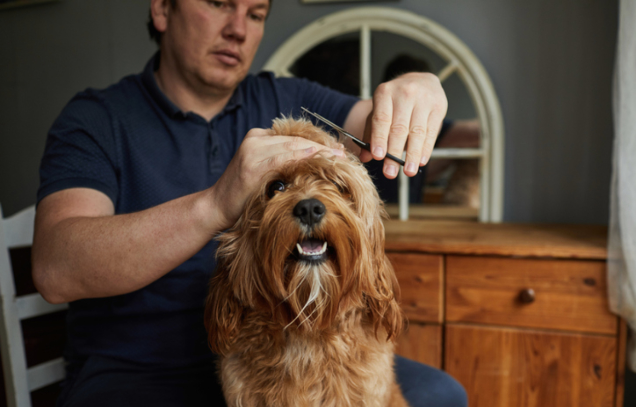 Como Cortarle El Pelo A Un Perro Que Muerde