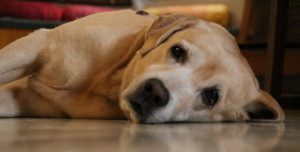 ansiedad por separación