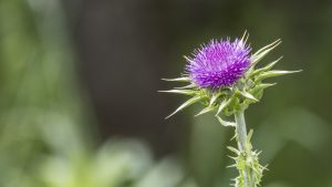Flor de Cardo - Sapling thistle