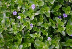Bacopa