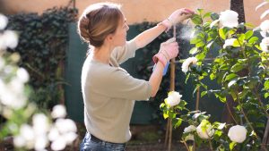 Woman treating flowering camellia plant with spray