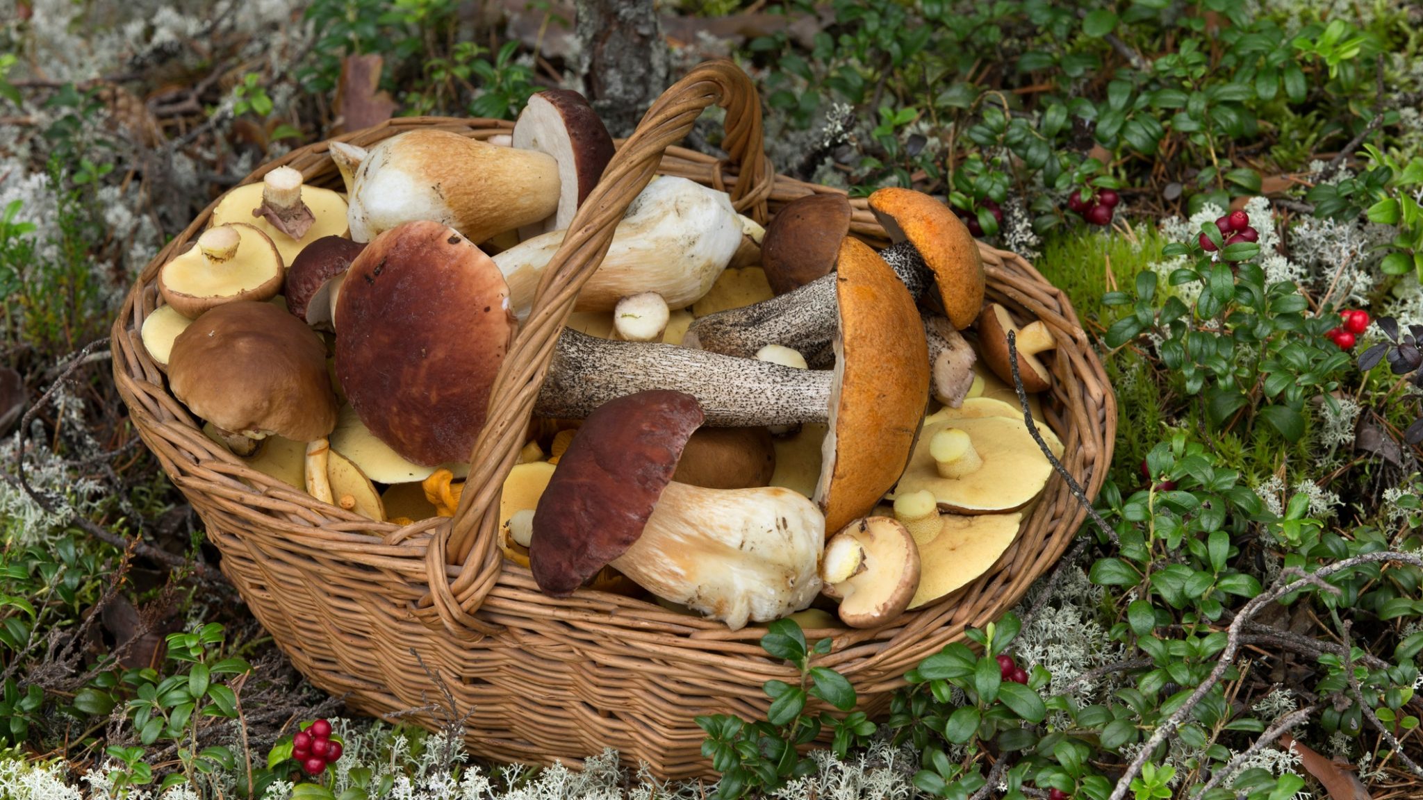грибы съедобные в лукошке. сбор грибов запрещен. грибы в запрете. грибы в экологически неприятных условиях. собирать грибы в лесу.