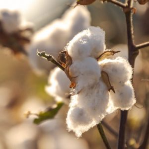 Flor de algodón