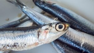 PESCADO CON ANISAKIS