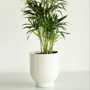 Planta_Chamaedorea elegans