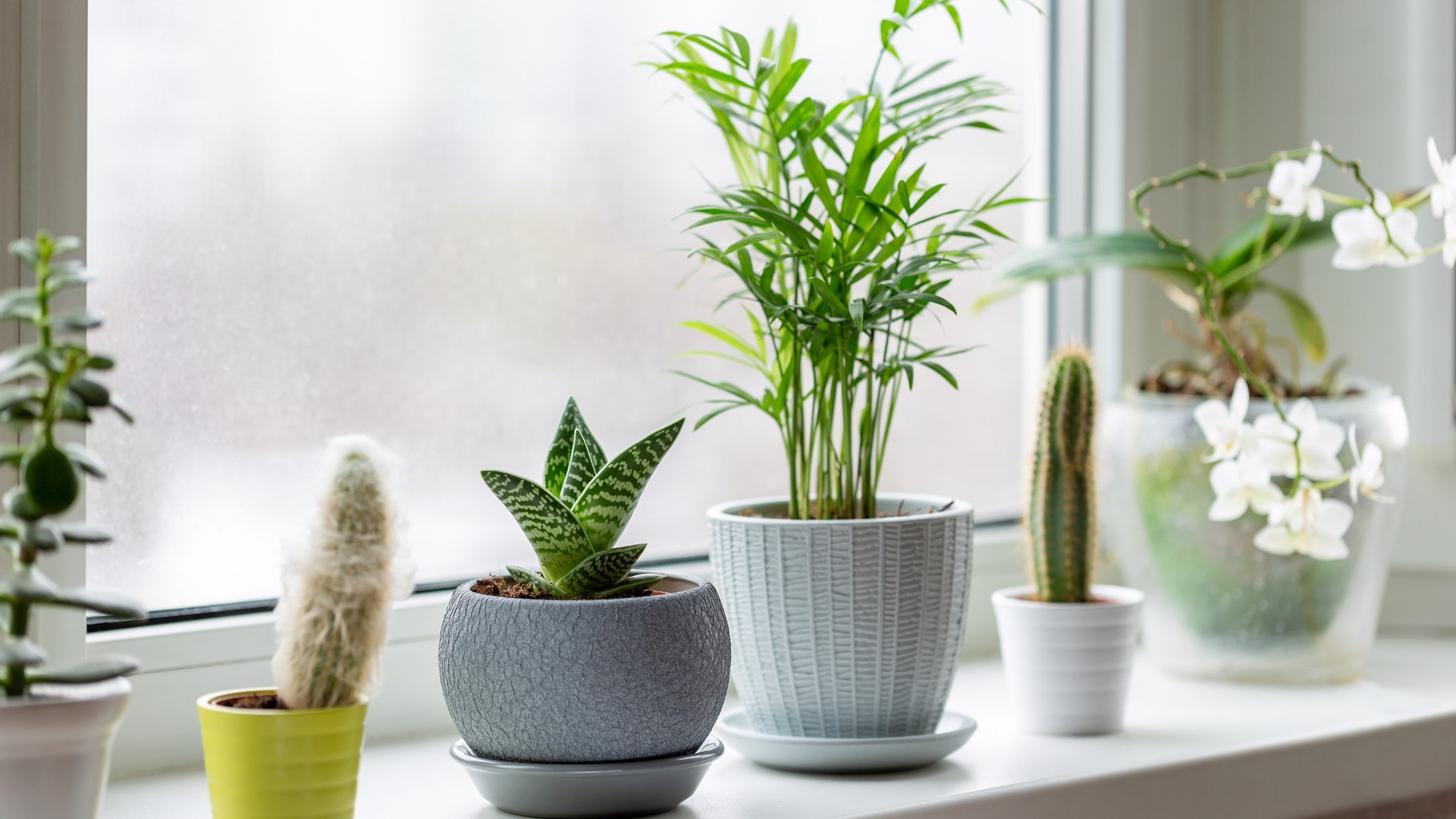 Las plantas que eliminan la humedad o el moho en la casa