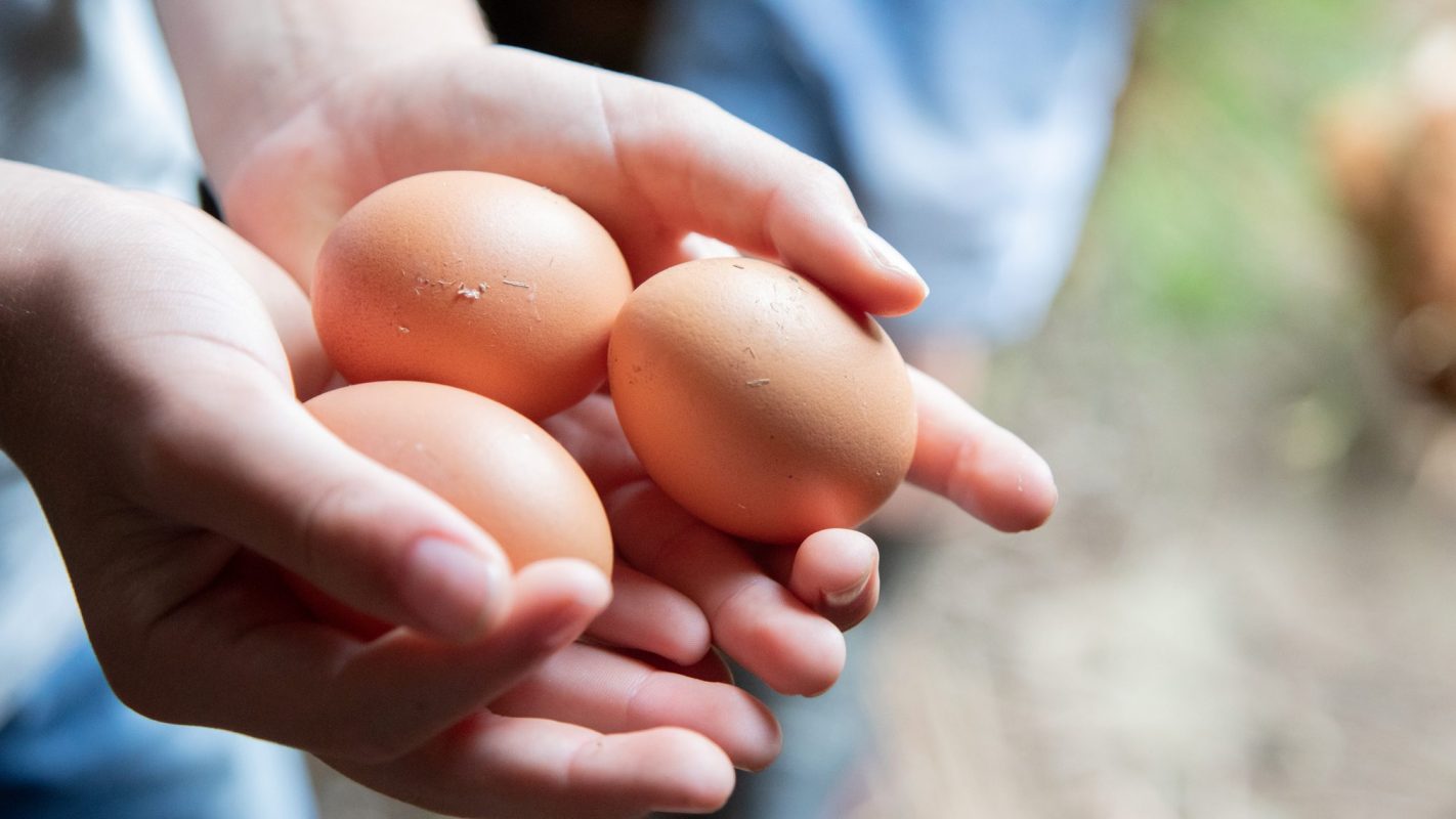 Dos manos sostienen tres huevo de gallina.