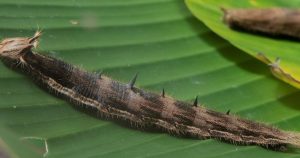 Tropical Forest Butterfly Garden At Otago Museum