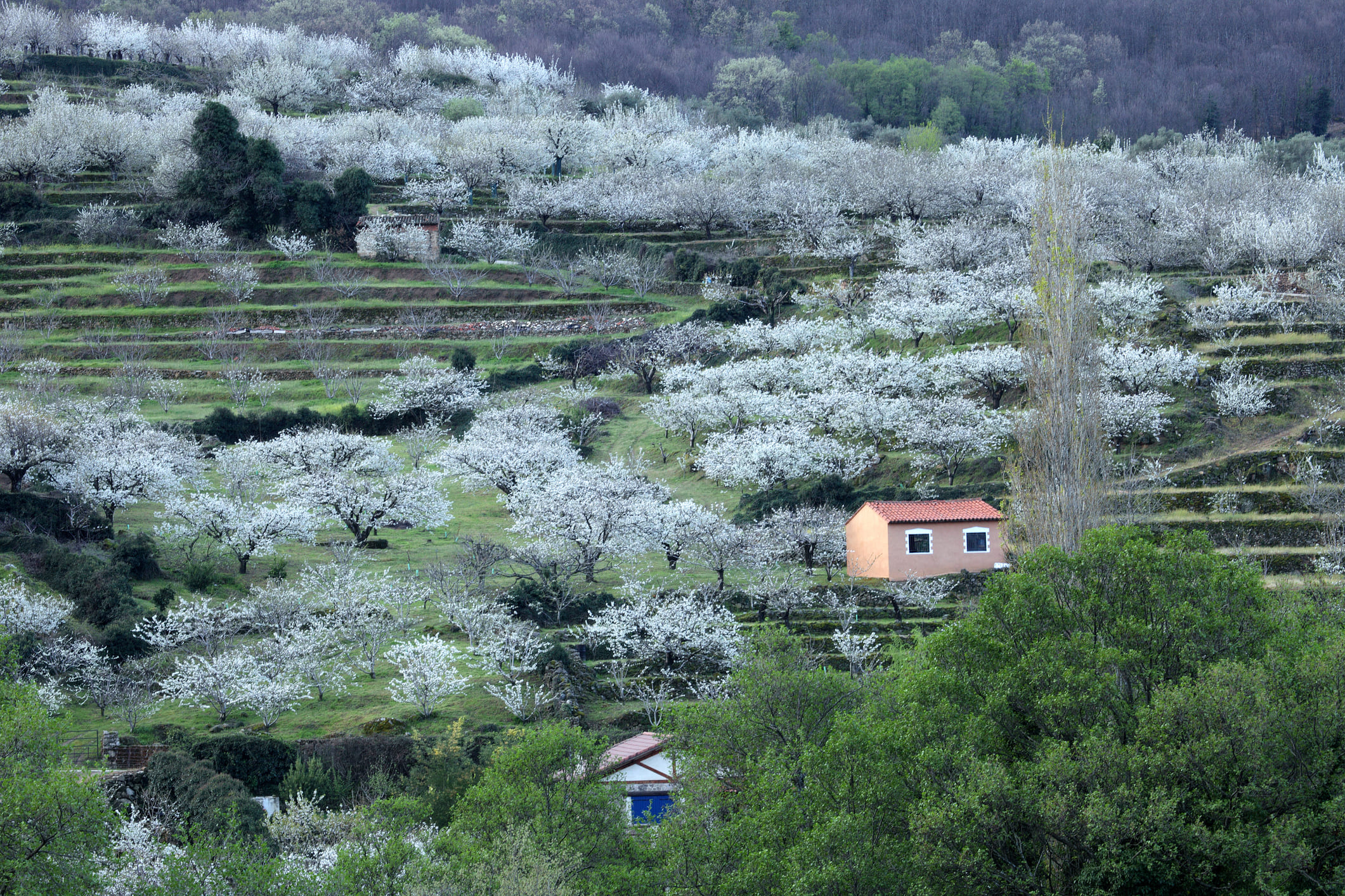 Los cerezos en flor del Jerte son un bonito paisaje a contemplar esta Semana Santa.