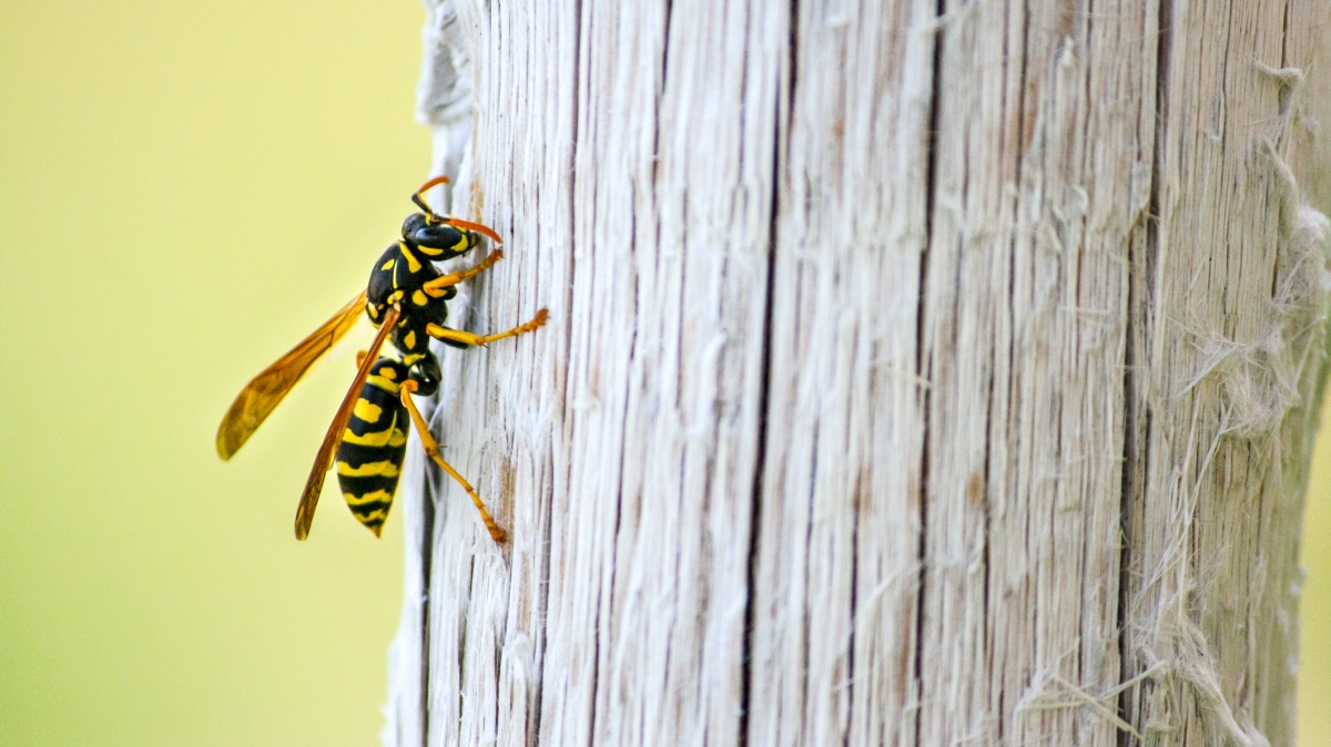 avispa