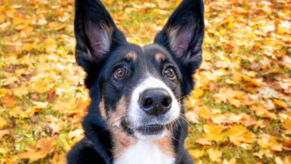 10 cosas que no sabías sobre las orejas de tu perro Cadena Dial