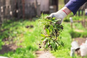 Aprende a retirar las malas hierbas de tu jardín con estos sencillos trucos.