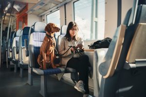 viajar perros