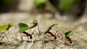 Hormigas