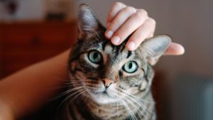 Los beneficios de interactuar con tu gato