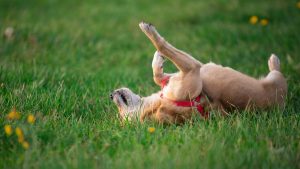 The dog is rolling in the grass