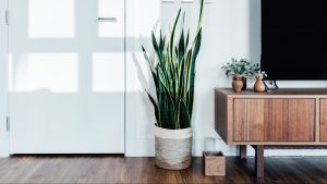 Sansevieria