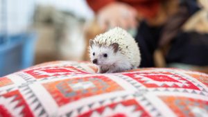 Los animales considerados invasores