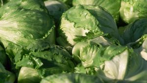 Lechuga