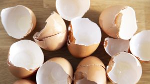 Egg Shells