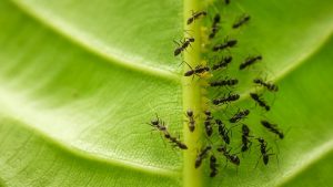 Army Of Ants On Leaf