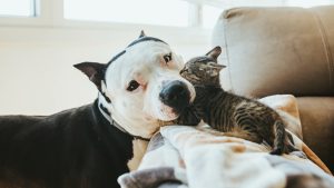 Las claves de la Ley de Bienestar Animal: qué debes saber si tienes perro