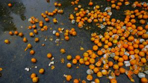 Riesgos de comer fruta podrida