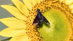 Mosca negra posada sobre una flor.