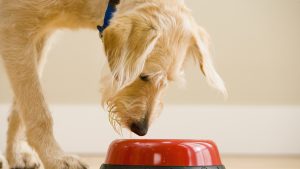 Dog Inspecting a Food Bowl