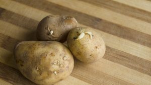 Sprouted Potatoes On Wooden Cutting Board