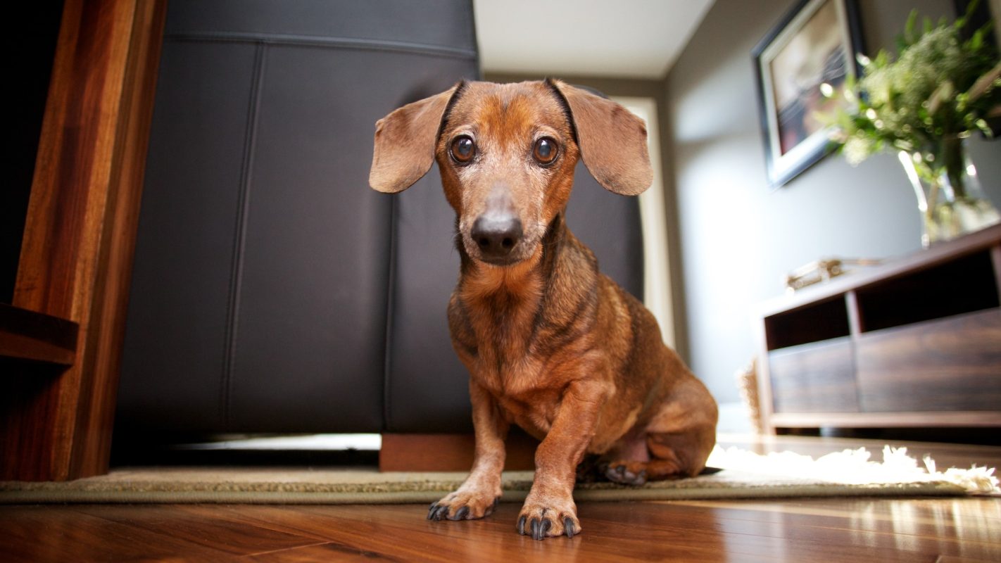 Perro con cara de pena sentado en una habitación.