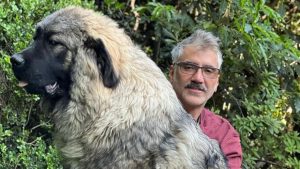 Alejandro Fernández