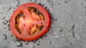 ants eating a slice of tomato