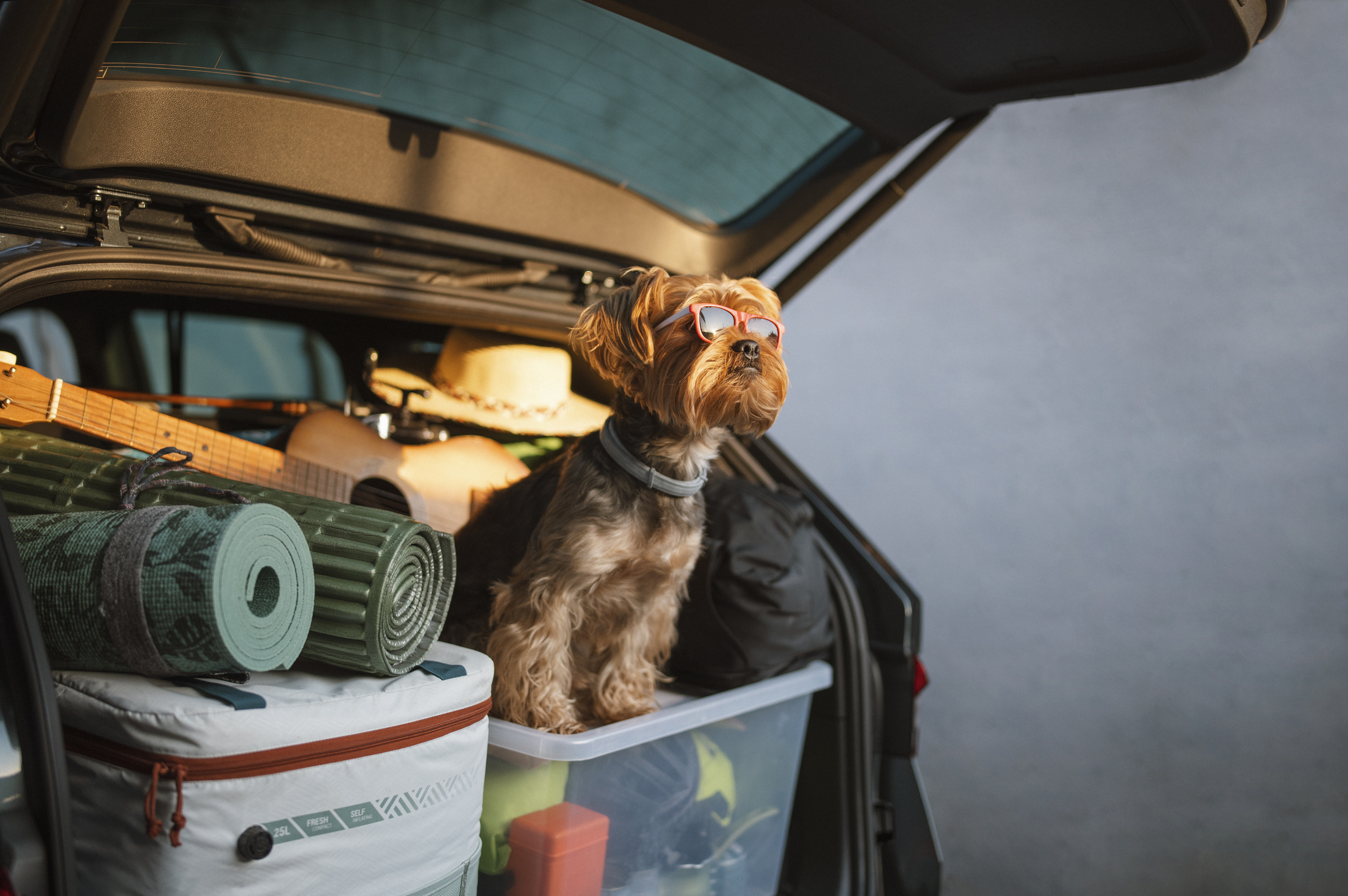 MASCOTAS: La DGT advierte que esta no es la forma correcta de llevar al  perro en el coche